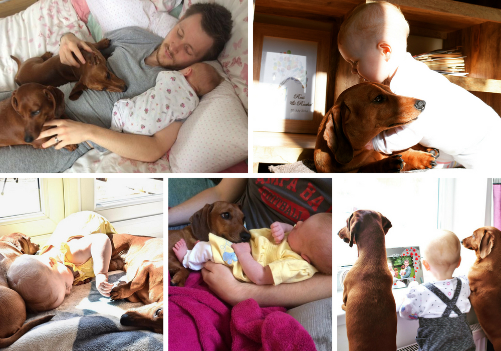 collection of photos after introducing the dogs to the baby