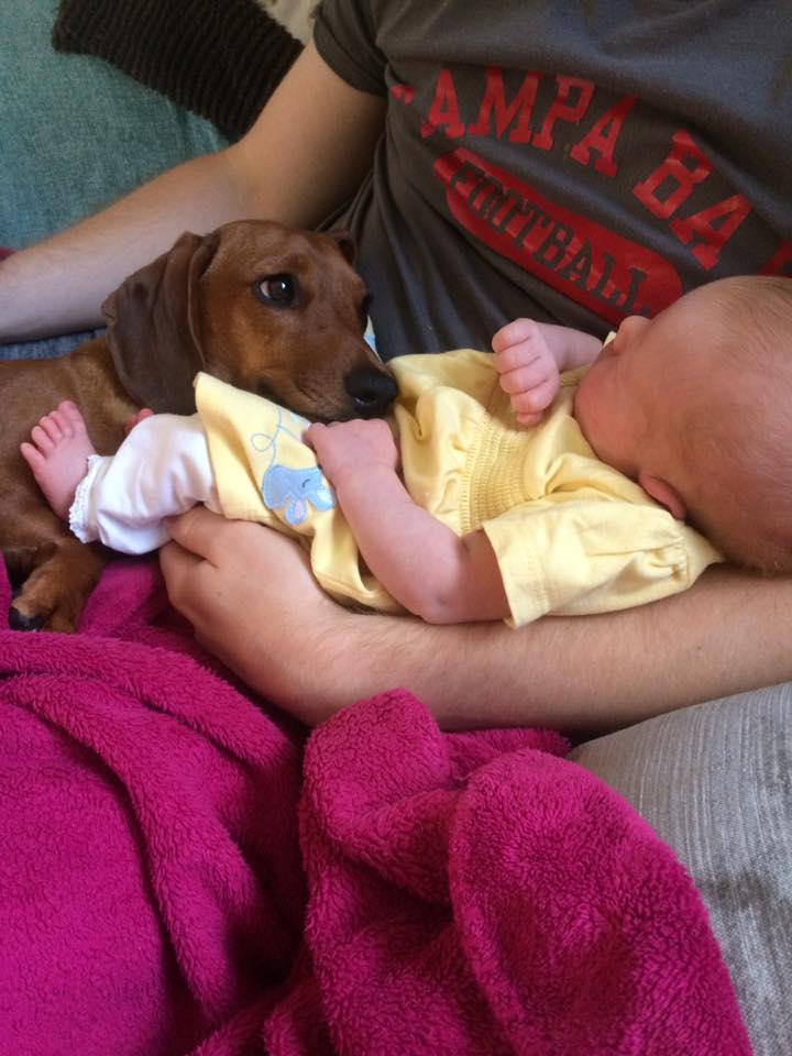 Our dachshund protecting our baby - should I let my dog lick my baby? We sometimes do