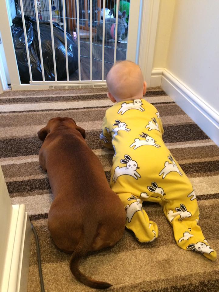 Our dachshund Ralph, with our baby Isabelle - he does occasionally lick her