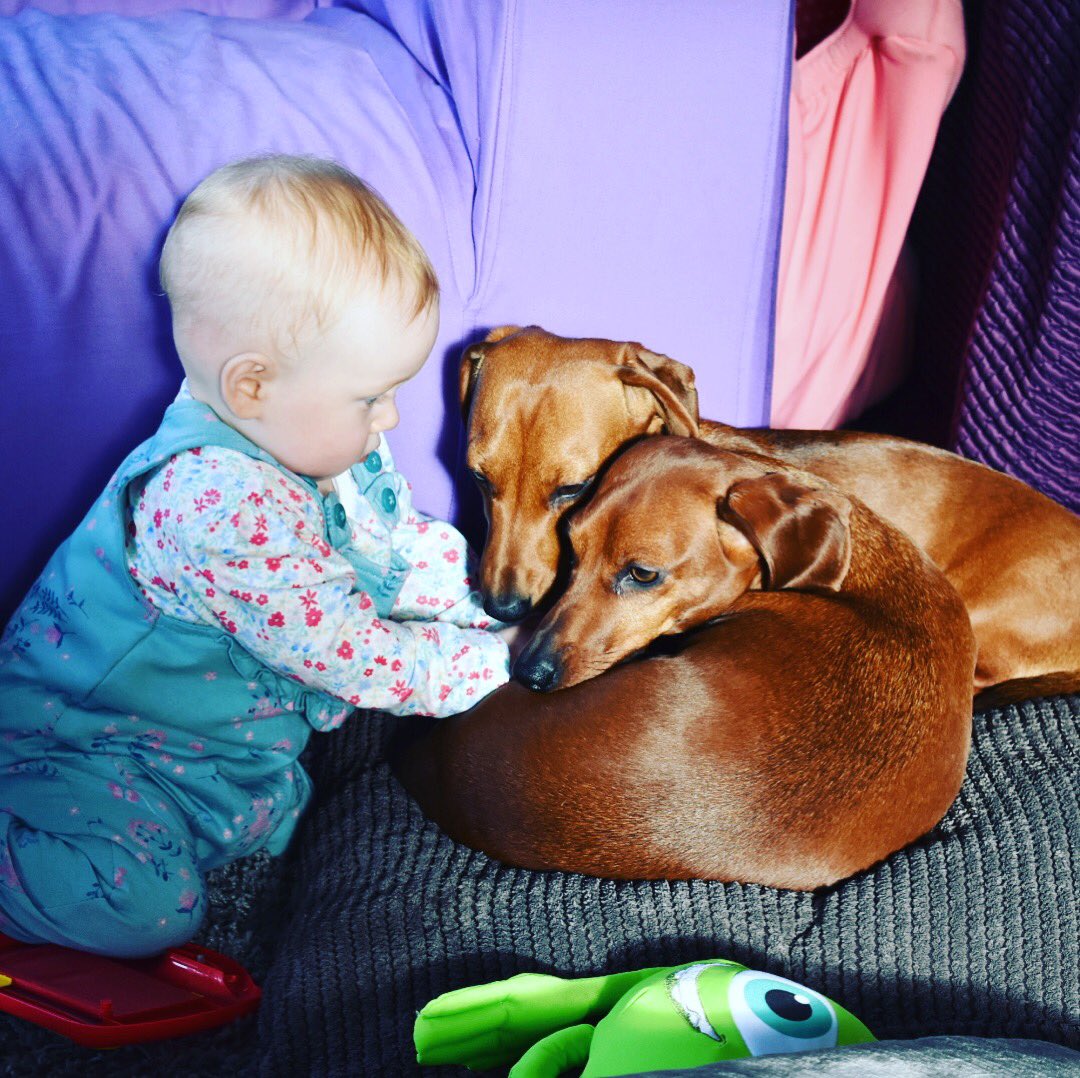 Our baby and our dachshunds 