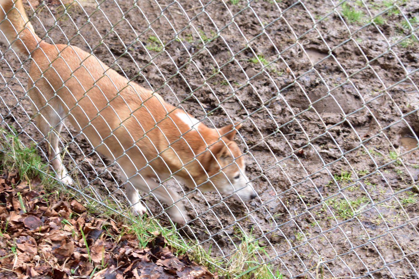 This is one of the New Guinea Singing Dogs in Exmoor Zoo