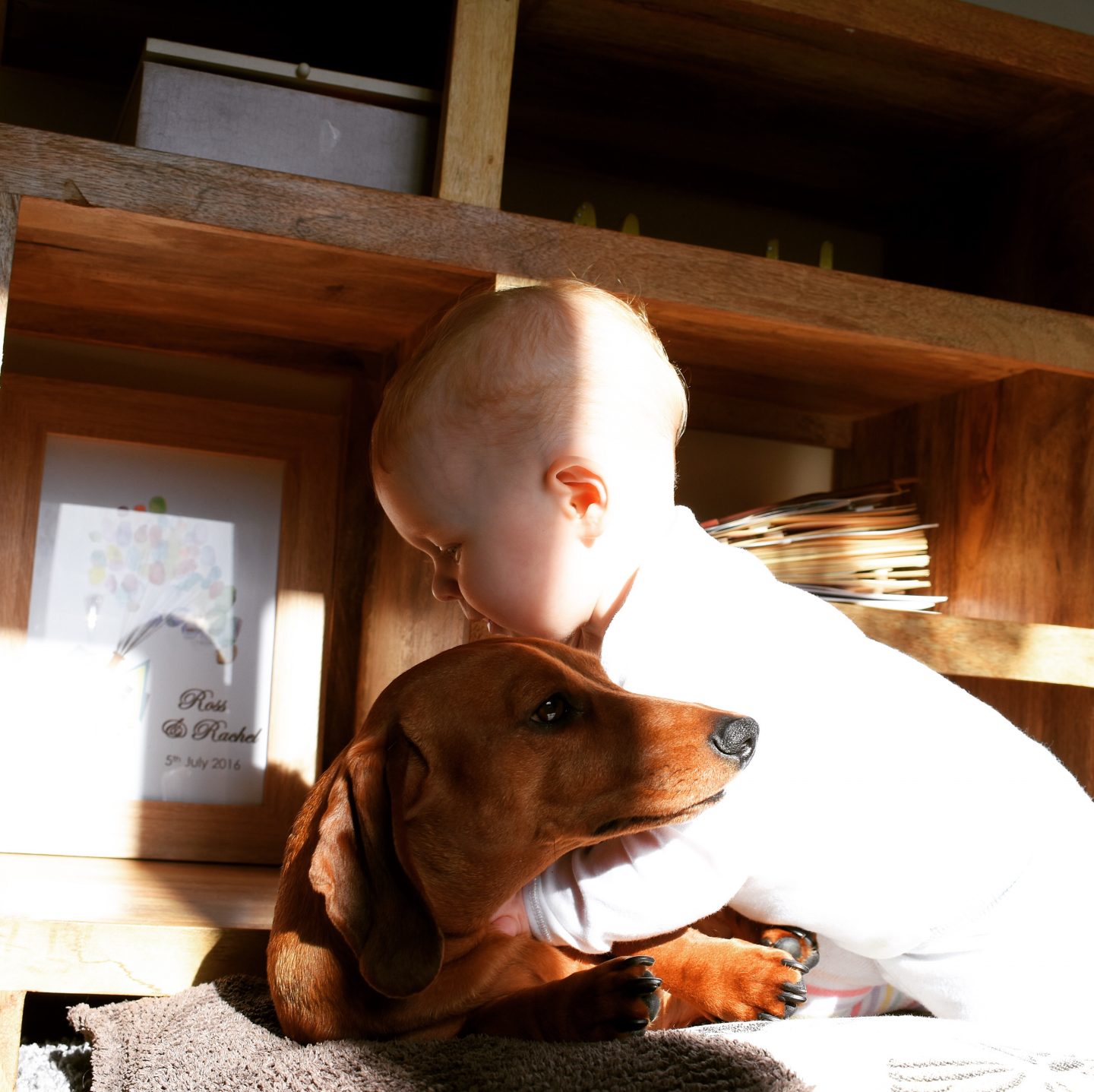 Photo of our baby Isabelle trying to 'wrestle' our dachshund Ralph