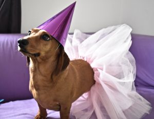 Our Dachshund Ralph celebrating his birthday