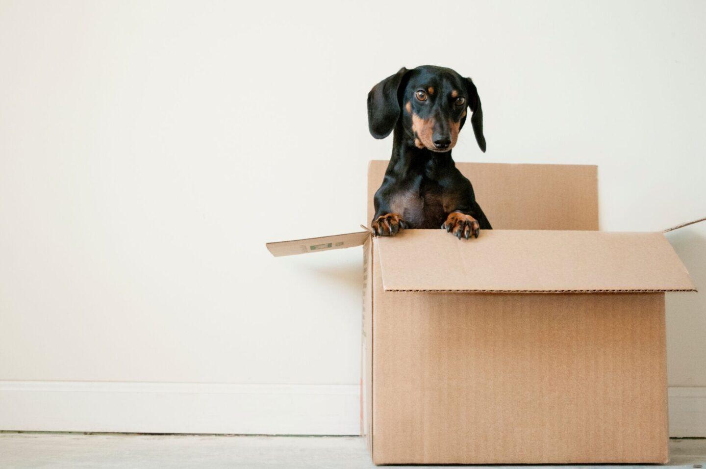 Moving house with young kids can be tricky at any age, here's some helpful advice to reduce the stress!